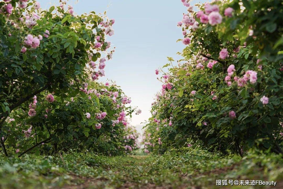 半亩花田的“花”式创新密码开元棋牌解码618霸榜背后(图6)
